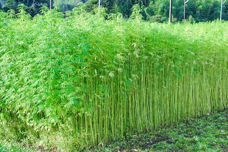 最も人気があります 大麻草写真